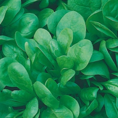 Spinach Resistoflay (Spinacia) 2500 seeds